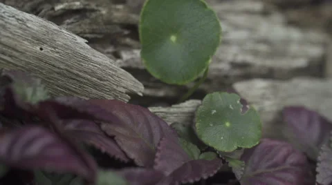 Green round leaf swaying Stockbeeldmateriaal 52107084