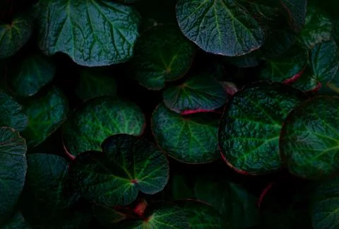 Green round leaf texture on dark background. Close-up detail of begonia leave Stock-Fotos