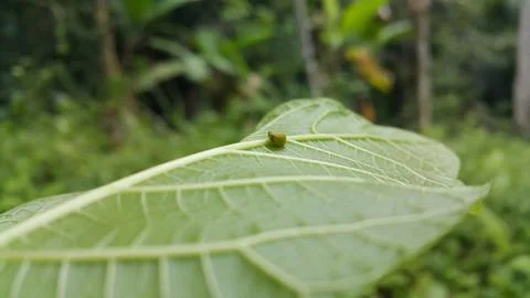 Green Rounded Planthopper perches on a textured plant leaf. Shot in jungle... Stock Photos