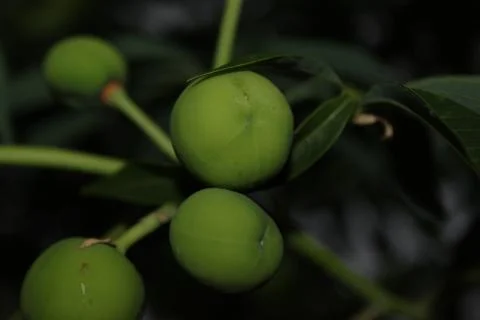 Green rounds Stock Photos