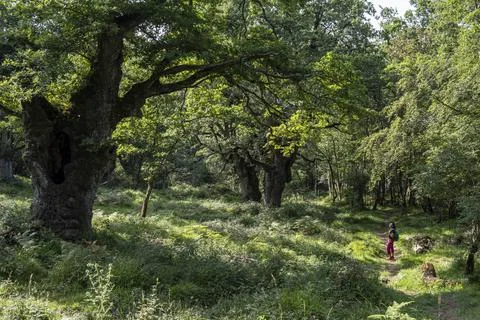 Green route, forest of the Centennial Oaks, Munain and Okariz, Alava, basque  Stock Photos