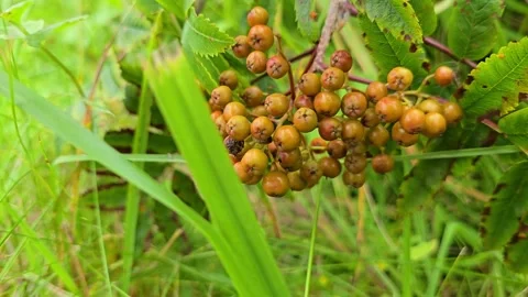 Green rowan berries after rain. Stock Footage 341745314