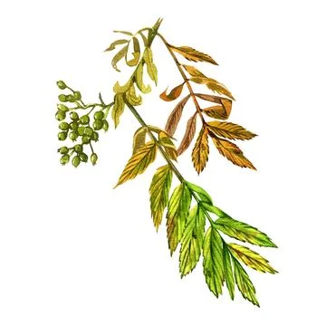 Green rowan tree leaf isolated on white background. Watercolor hand drawing Stock Illustration
