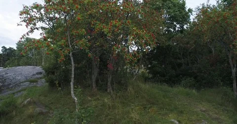 Green rowan tree with red berries. Camera rising scene during cloudy summer day Stock Footage 79325519