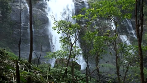 A Green rowns of birch and trees against the blue sky in spring and waterfall 스톡 동영상 330849201