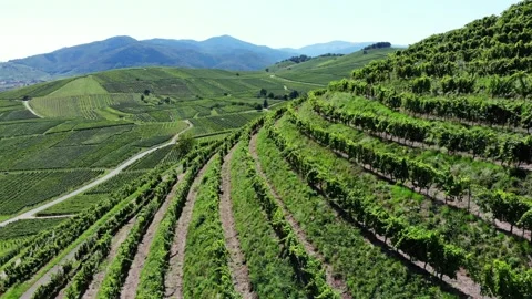Green rows of grapevines on hill slope, aerial shot of Alsace at end of summer Stock Footage 170091041