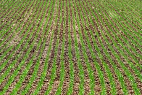 Green rows of grass Stock Photos
