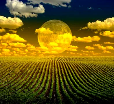 Green rows Stock Illustration