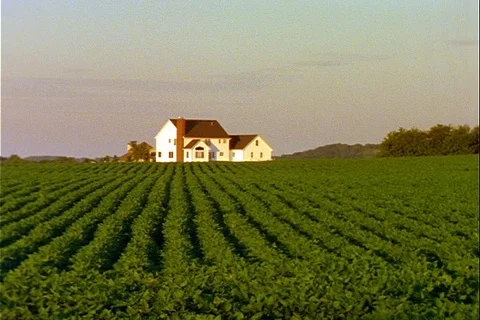 Green rows of Soybeans with home medium shot Stock Footage 122114123