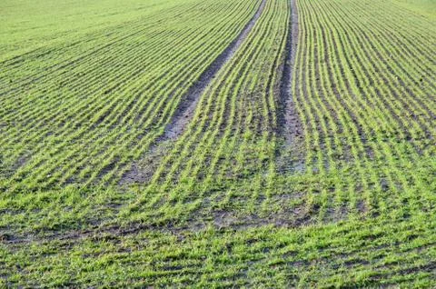 Green rows at a springtime field Stock Photos