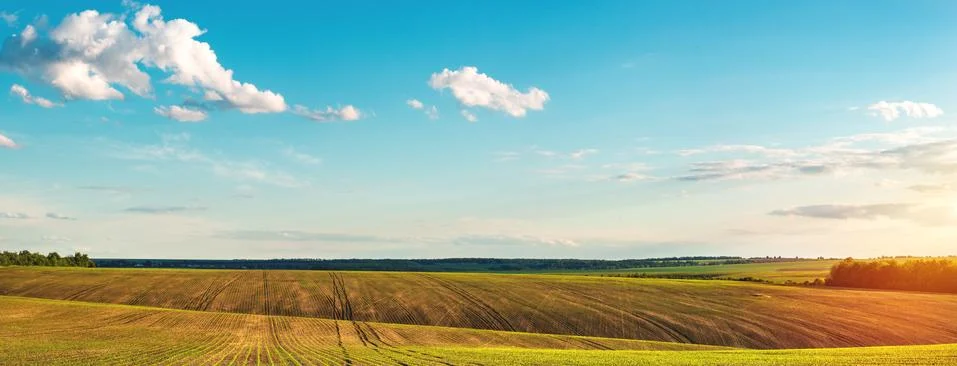 Green rows of sprouted corn on a private agricultural field Stock Photos