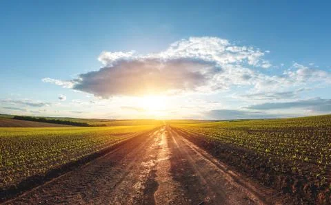 Green rows of sprouted corn on a private agricultural field Stock Photos
