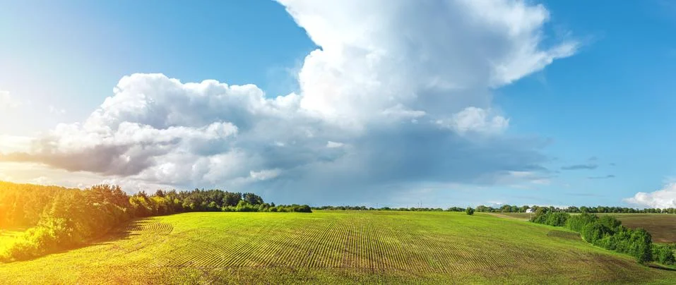 Green rows of sprouted corn on a private agricultural field with trees Stock Photos