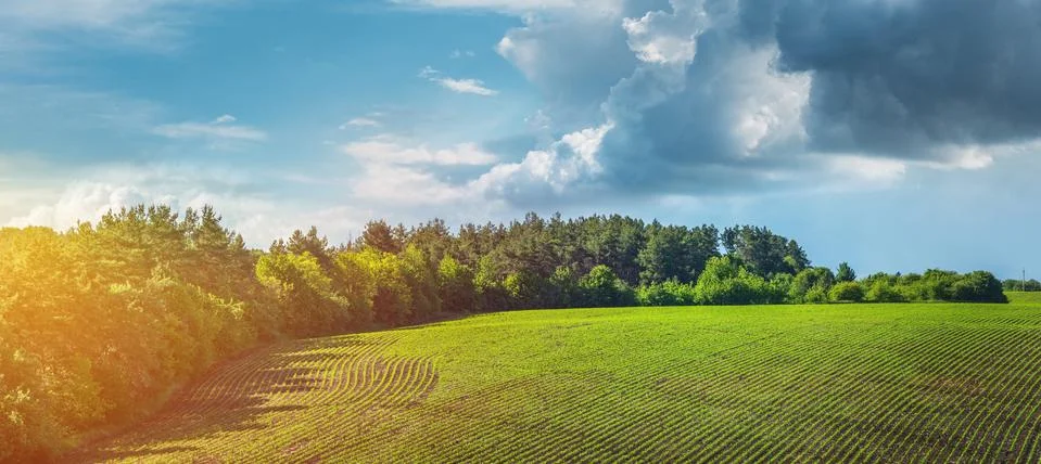 Green rows of sprouted corn on a private agricultural field with trees Stock Photos