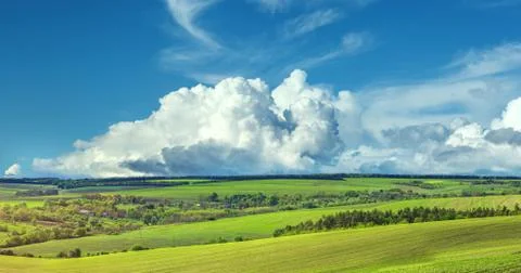 Green rows of sprouted corn on a private agricultural field with trees Stock Photos