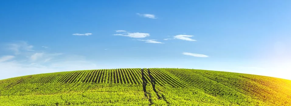 Green rows of sprouted corn on a private agricultural field with trees Stock Photos