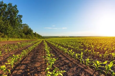Green rows of sprouted corn on a private agricultural field with trees Stock Photos