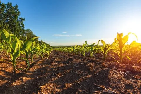 Green rows of sprouted corn on a private agricultural field with trees Stock Photos