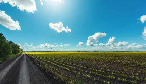 Green rows of sprouted corn on a private agricultural field with trees Stock Photos