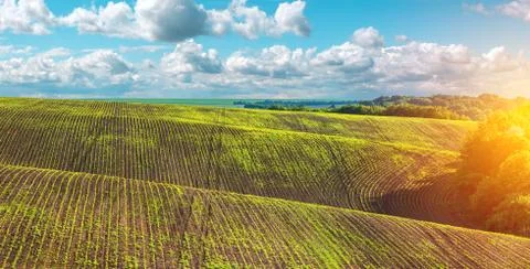 Green rows of sprouted corn on a private agricultural field with trees Stock Photos