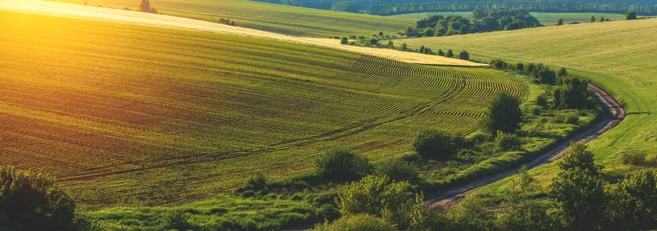 Green rows of sprouted corn on a private agricultural field with trees Stock Photos