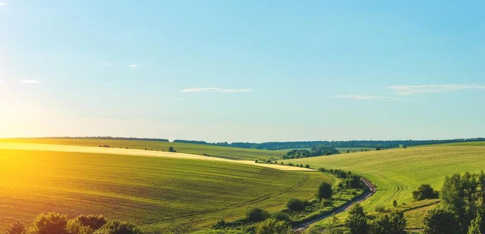 Green rows of sprouted corn on a private agricultural field with trees Stock Photos