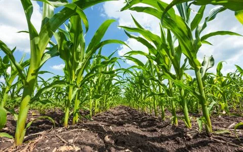 Green rows of sprouted corn on a private agricultural field Stock Photos