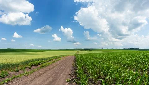 Green rows of sprouted corn on a private agricultural field Stock-Fotos