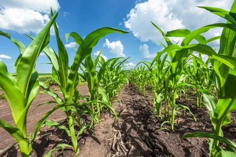 Green rows of sprouted corn on a private agricultural field Stock Photos