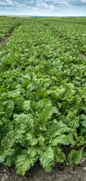 Green rows of sugar beets close-up on the background of the sky with clouds Stock Photos