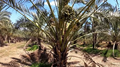 Green royal dates on palm tree. Stock Footage 184821048