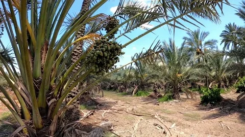 Green royal dates on palm tree. Dates are delicious and healthy dessert. Stock Footage 184821049