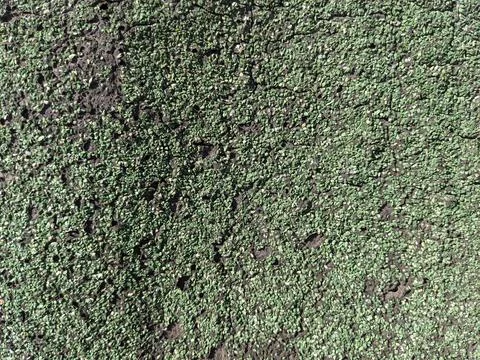 Green rubber granule surface texture on asphalt background close up Stock Photos