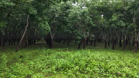 Green Rubber Tree Plantation Forest Stock Footage 337896397