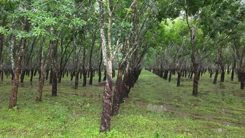 Green Rubber Tree Plantation Rows Stock Footage 337896344