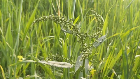 Green Rumex Weed Growing in Wheat Field Clip 库存影片 331765845