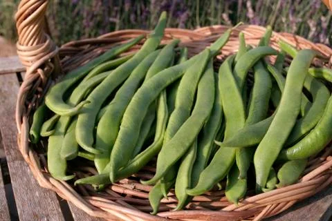 Green runner beans growing  plant Stock Photos