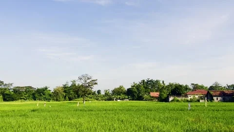 Green Rural Field Under Blue Sky Stock Footage 337527368