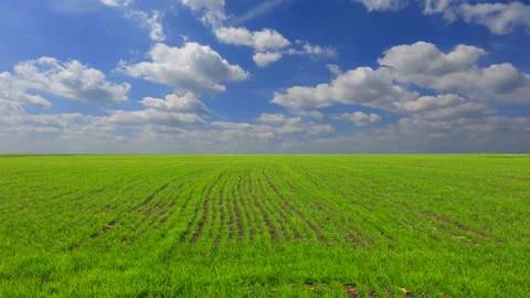 Green rural field under cloudy sky time lapse scene Stock Footage 172345035