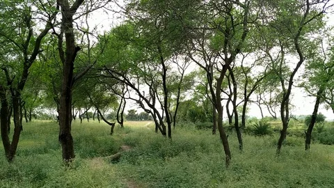 Green Rural Forest Stock Footage 111391033