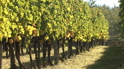 Green rural vineyard Stock Footage 35626452