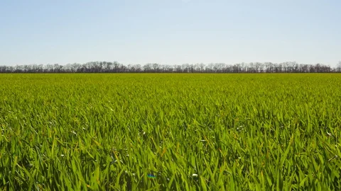 Green rural wheat field on a wind, summer agricultural time lapse scene Stock-Footage 129763778