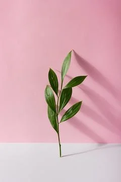 Green Ruscus leaf on a pink background Stock Photos
