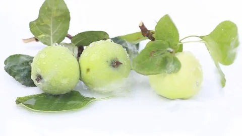 Green rustic apples under water drops Stock Footage 71829735