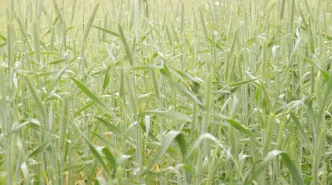 Green rye and wheat Stock Footage 11145504