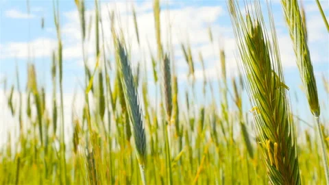 Green rye close-up. Blue sky Stock Footage 90665898