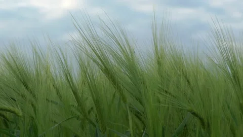 Green rye on a cloudy day Video stock 162759506