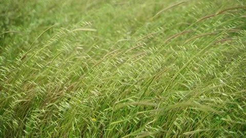 Green rye crops blowing in the wind in field during spring before harvest Stock Footage 240538305