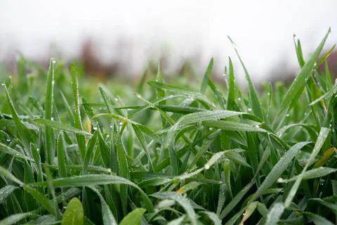 Green rye with dewdrops on the stems Stock Photos