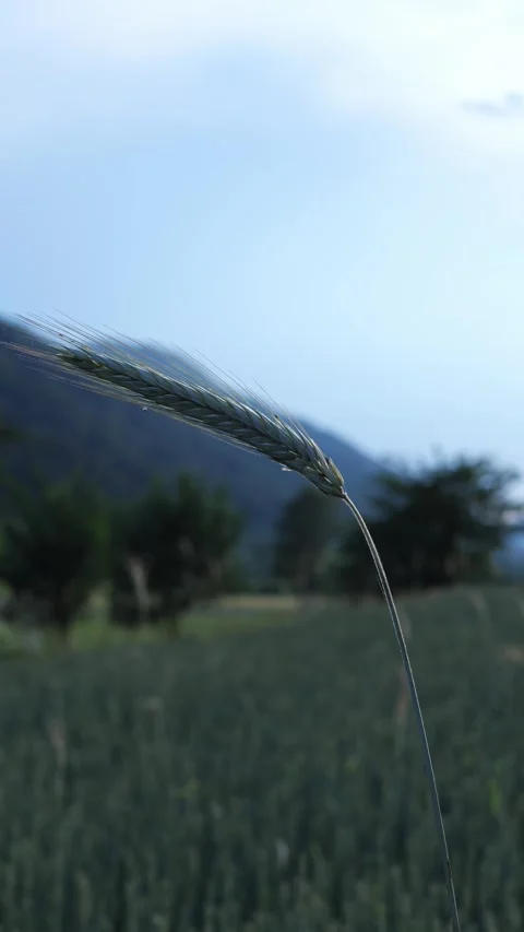 Green rye ear swaying in the wind above a grain field at dusk 스톡 동영상 343570953